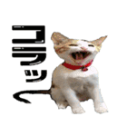 ミケ猫ミーシャのにちじょう（個別スタンプ：23）