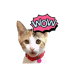 ミケ猫ミーシャのにちじょう（個別スタンプ：24）
