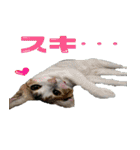 ミケ猫ミーシャのにちじょう（個別スタンプ：25）
