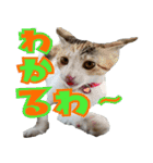 ミケ猫ミーシャのにちじょう（個別スタンプ：26）