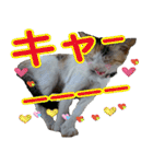ミケ猫ミーシャのにちじょう（個別スタンプ：27）