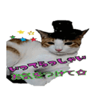 ミケ猫ミーシャのにちじょう（個別スタンプ：28）