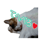 ミケ猫ミーシャのにちじょう（個別スタンプ：29）