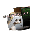 ミケ猫ミーシャのにちじょう（個別スタンプ：31）