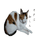 ミケ猫ミーシャのにちじょう（個別スタンプ：32）