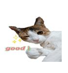 ミケ猫ミーシャのにちじょう（個別スタンプ：33）
