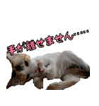 ミケ猫ミーシャのにちじょう（個別スタンプ：34）