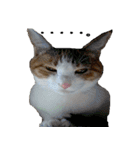 ミケ猫ミーシャのにちじょう（個別スタンプ：35）