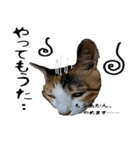 ミケ猫ミーシャのにちじょう（個別スタンプ：36）
