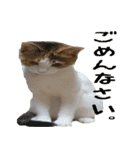 ミケ猫ミーシャのにちじょう（個別スタンプ：37）