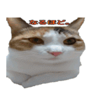 ミケ猫ミーシャのにちじょう（個別スタンプ：38）