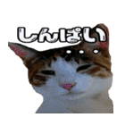 ミケ猫ミーシャのにちじょう（個別スタンプ：39）