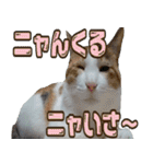ミケ猫ミーシャのにちじょう（個別スタンプ：40）