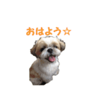 まるの日常会話スタンプ。（個別スタンプ：1）