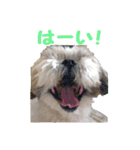 まるの日常会話スタンプ。（個別スタンプ：6）