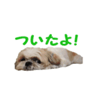 まるの日常会話スタンプ。（個別スタンプ：14）