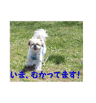 まるの日常会話スタンプ。（個別スタンプ：15）