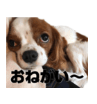 キャバリアいぶver.2（個別スタンプ：15）
