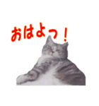 龍馬の日常生活（個別スタンプ：1）