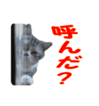 龍馬の日常生活（個別スタンプ：2）