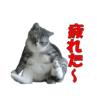 龍馬の日常生活（個別スタンプ：7）