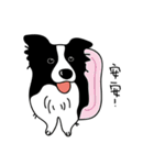 Border collie Mango Wen（個別スタンプ：2）