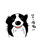Border collie Mango Wen（個別スタンプ：3）