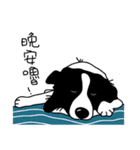 Border collie Mango Wen（個別スタンプ：6）