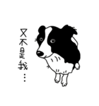Border collie Mango Wen（個別スタンプ：7）