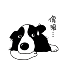 Border collie Mango Wen（個別スタンプ：8）
