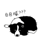 Border collie Mango Wen（個別スタンプ：9）