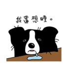 Border collie Mango Wen（個別スタンプ：11）