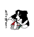 Border collie Mango Wen（個別スタンプ：12）