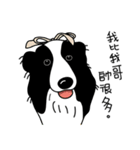 Border collie Mango Wen（個別スタンプ：13）
