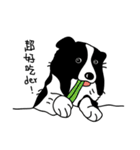 Border collie Mango Wen（個別スタンプ：15）