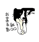 Border collie Mango Wen（個別スタンプ：16）
