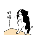 Border collie Mango Wen（個別スタンプ：17）
