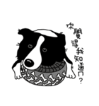 Border collie Mango Wen（個別スタンプ：18）