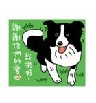 Border collie Mango Wen（個別スタンプ：40）