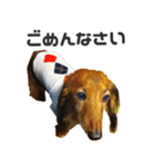 ダックス（個別スタンプ：2）