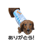 ダックス（個別スタンプ：4）