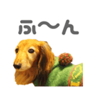 ダックス（個別スタンプ：5）