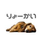 ダックス（個別スタンプ：6）
