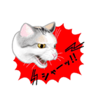 ネコ吉スタンプ Vol.3（個別スタンプ：19）