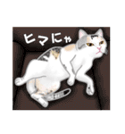 ネコ吉スタンプ Vol.3（個別スタンプ：26）