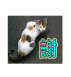 Street cat emoticons _ 1（個別スタンプ：1）