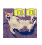 Street cat emoticons _ 1（個別スタンプ：2）
