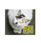 Street cat emoticons _ 1（個別スタンプ：4）