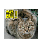 Street cat emoticons _ 1（個別スタンプ：6）
