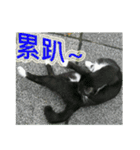 Street cat emoticons _ 1（個別スタンプ：7）